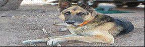 Dog